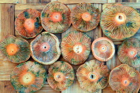 Edible Wild Mushrooms: Lactarius deliciosusの写真素材