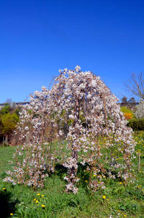 Prunus subhirtella 'Pendula' in flowerの写真素材