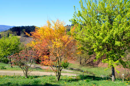 Acer buergerianum (right) and Acer palmatum "Katsura" (middle) in a parkの写真素材