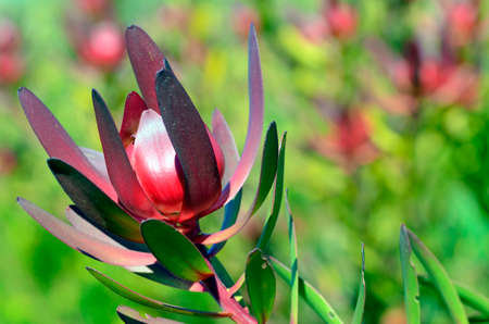 Leucadendron "Safari Sunset", native to South Africa and used in gardening as an ornamentalの写真素材