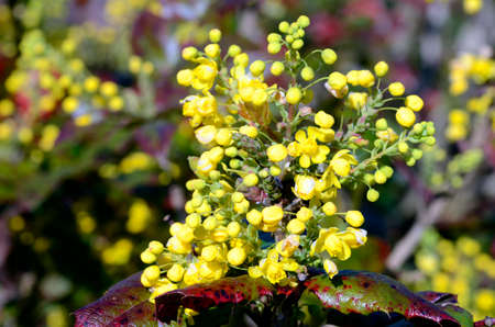 Mahonia aquifolium flowersの写真素材