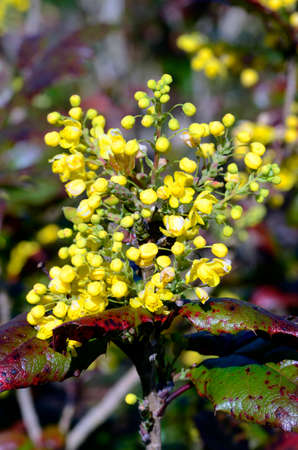 Mahonia aquifolium flowersの写真素材