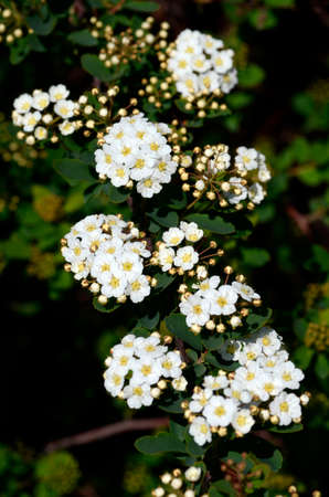 Spiraea x vanhouttei flowersの写真素材