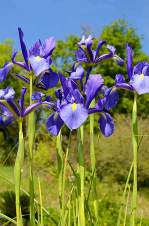 Flowers of Iris * germanica, a plant cultivated for its beauty. Iturraran Botanical Garden, Gipuzkoa, Basque Countryの写真素材