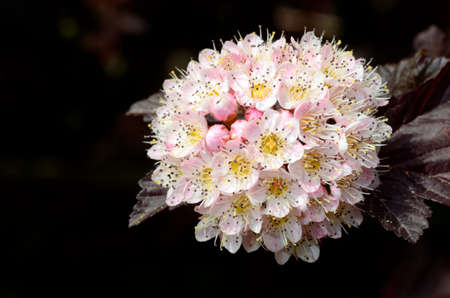Physocarpus opulifolius "Diabolo" in flower. Iturraran Botanical Garden. Basque Country. Spainの写真素材