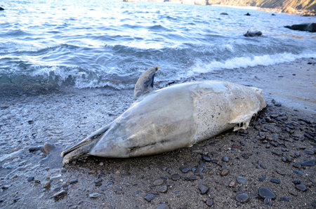 Dead dolphin from Sopelana beach. Basque Country. Spainの写真素材