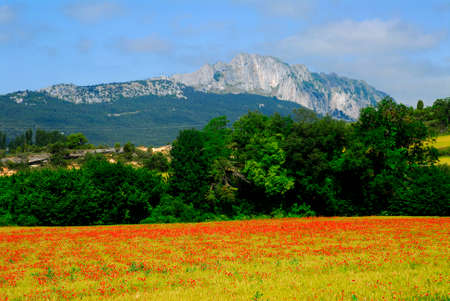 Poppy field in Valdegovia. In the background Pe