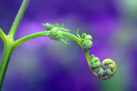 Detail of young leaves of common bracken (Pteridium aquilinum)の写真素材