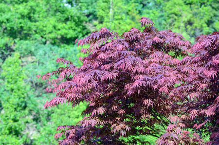 Close up of Acer palmatumの写真素材
