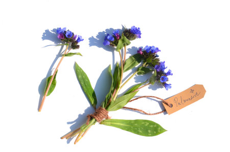 Medicinal plants: bouquet of common lungwort (Pulmonaria officinalis) on a white background. A label indicates the name of the plantの写真素材