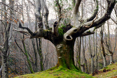 Beech pruned to make charcoal. Gorbeia Natural Park. Basque Country. Spain