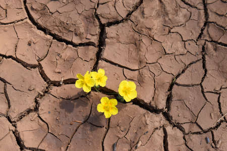 Some yellow flowers grow on the cracked clay of a dry lakeの写真素材