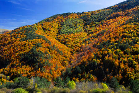 Beech and Scots pine forest in the Irati Forest with the colors of autumn. Navarre. Spainの写真素材