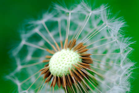 Dandelion seeds (Taraxacum officinale) on a green backgroundの写真素材