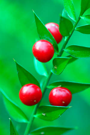 Fruits of the butcher's-broom (Ruscus aculeatus) on a green backgroundの写真素材