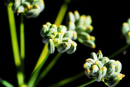 Fennel fruits (Foeniculum vulgare) used to flavor foodの写真素材