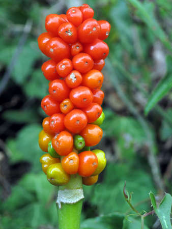 Italian arum (Arum italicum) poisonous fruitsの写真素材