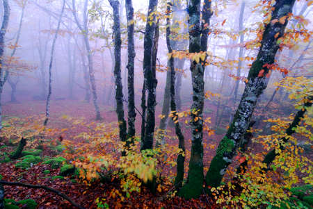 Fog in an autumnal beech forest in the Irati Forest. Navarre. Spainの写真素材