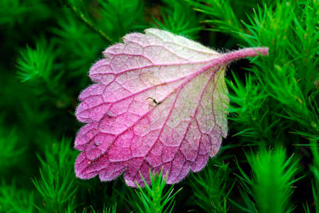 Reddish leaf perched on moss