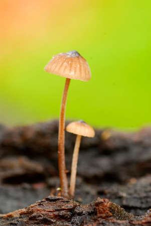 The fungus Mycena sp. growing on dead woodの写真素材
