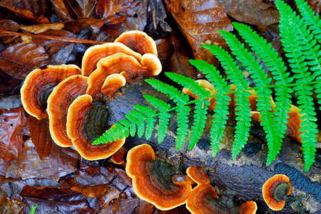 Trametes versicolor, a beautiful fungus that grows on dead woodの写真素材