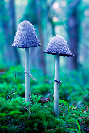 Shaggy ink cap (Coprinus comatus) in a forestの写真素材