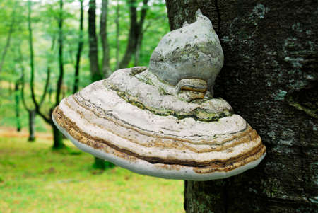 The tinder fungus (Fomes fomentius) on a tree trunkの写真素材