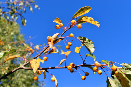Autumnal fruits of Japanese flowering crabapple (Malus floribunda)