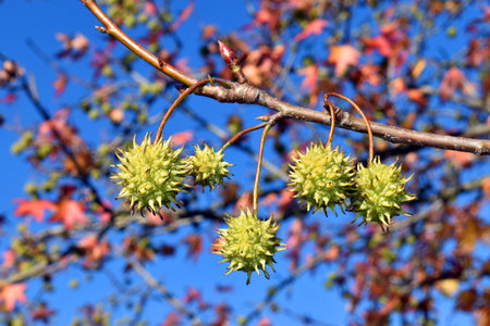 Liquidambar styraciflua fruits and autumn foliage in a park in Bilbao. Basque Country. spainの写真素材