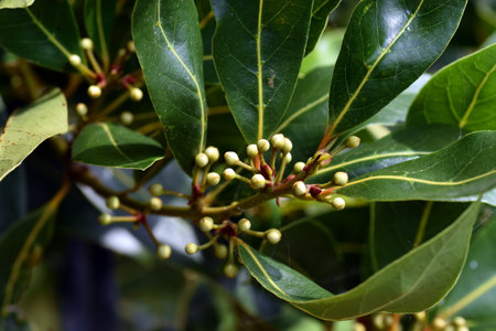 Bay leaves (Laurus nobilis) showing their unripe fruits