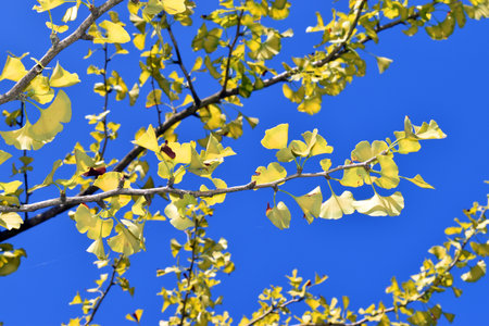 Branches of the ginkgo (Ginkgo biloba) with autumn foliage. Arboretum of the University of the...