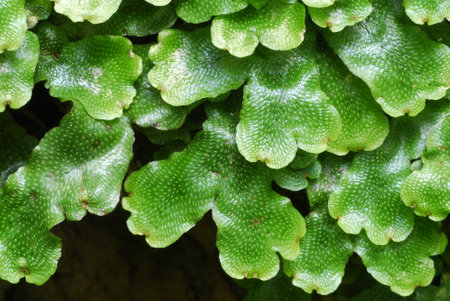 Detail of the leaves of the liverwort Conocephalum conicumの写真素材