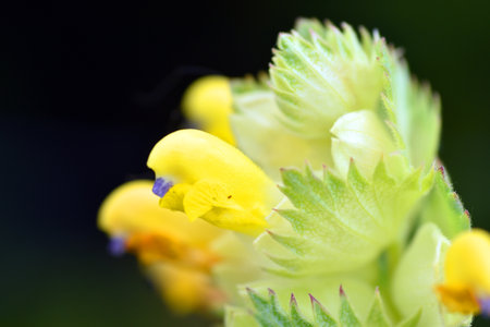 Selective focus macro photography of Rhinanthus burnatii