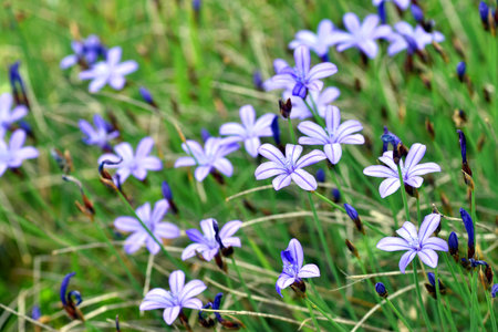 Spring flowering of Aphyllanthes monspeliensis, a species from the Mediterranean region