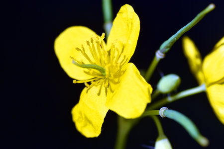Flowers of greater celandine (Chelidonium majus), a well-known medicinal plant