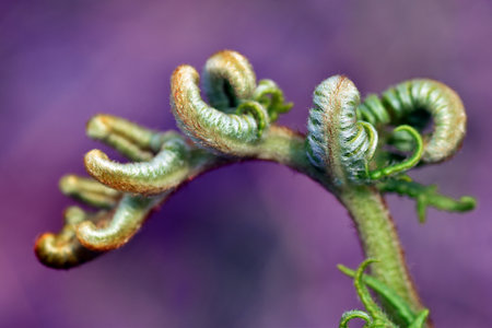 Bracken young fronds (Pteridium aquilinum)