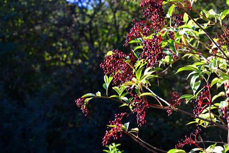 Elderberry (Sambucus nigra) with ripe fruits