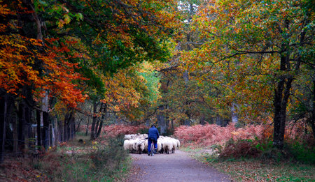 A shepherd herds a flock of sheep in the Gorbeia Natural Park. Basque Country. spainの写真素材