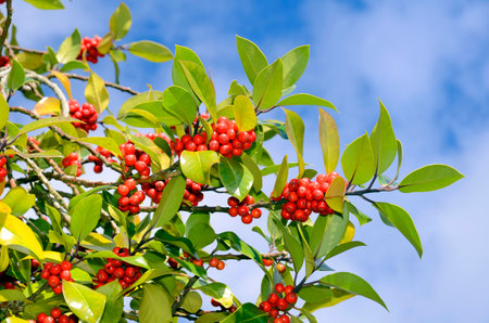 Fruits of the Holly (Ilex aquifolium) in the fall