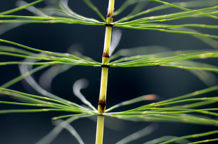 Detail of a horsetail (Equisetum) a medicinal plantの写真素材