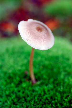 A basidiomycete fungus grows among the mossの写真素材