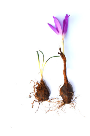 Colchicum montanum or Merendera montana showing one bulb with leaves and one with flowerの写真素材