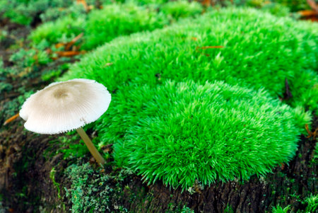 Fungus of the genus Mycena spp. growing on dead wood in a forestの写真素材