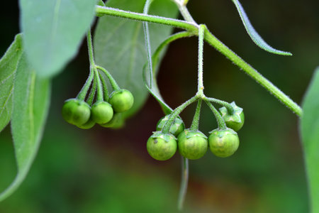 Green fruits of Solanum nigrum, a poisonous plantの写真素材