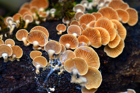 Mushrooms of the species Crepidotus variabilis growing on dead woodの写真素材