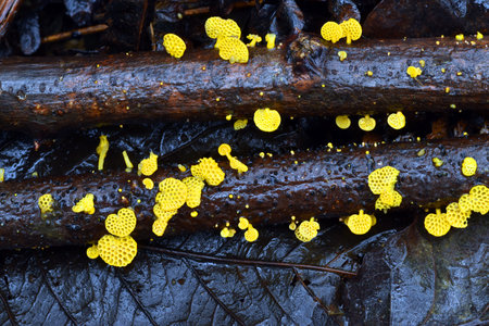 Favolaschia calocera, a fungus native to Madagascar considered an invasive species to other continents. Bolintxu river. Bilbao. spainの写真素材
