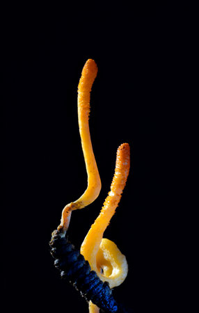 The Cordyceps militaris fungus is a parasite of butterfly pupae. selective focusの写真素材