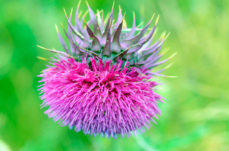 Musk thistle (Carduus nutans) in flower with a green backgroundの写真素材