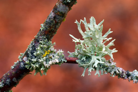The fruticulous lichen Evernia prunastri on a branch in a beech forestの写真素材