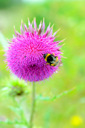 Musk thistle (Carduus nutans) in flower with a bumblebee feedingの写真素材